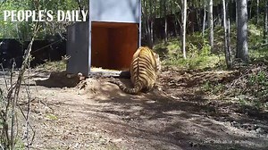 19K views · 548 reactions | The Siberian #tiger that wandered into a village of NE China's #Heilongjiang and attacked villagers in April has been released back into nature, making it the first successful rescue of a wild Siberian tiger in China. | People's Daily, China | Facebook