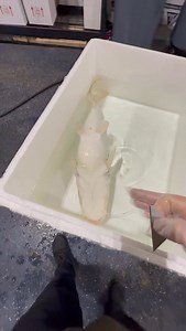 295K views · 54K reactions | We had to jump into action to save this...