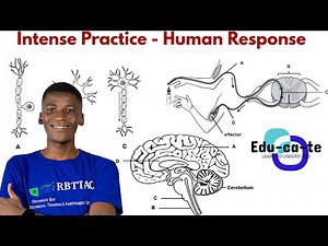 Intense Practice (Human Response to the environment) - Grade 12 Life Sciences