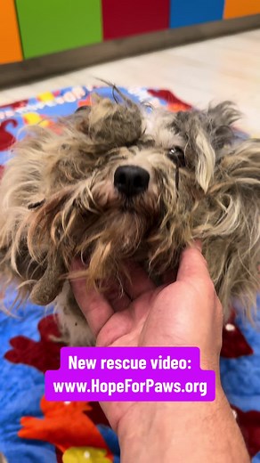 Heartwarming Dog Rescue Video from Hope For Paws