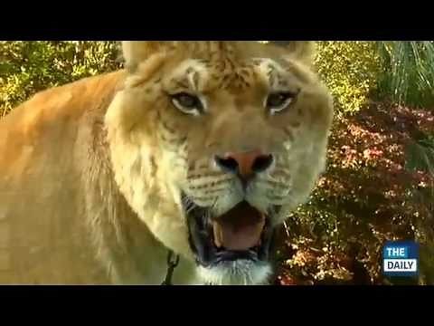 "The Daily" meets Hercules the Liger at the Myrtle Beach Preserve