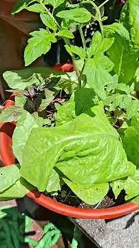 aquí les comparto el avance de mi huerto jardín urbano #plantas 🐝