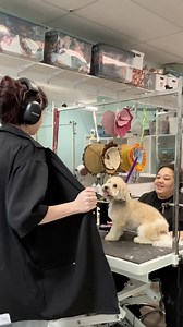 5.1K views · 801 reactions | SPECIAL ANNOUNCEMENT! GUNNER WEEK IS BACK!! - In honor of our late salon mascot, Gunner, we are having our second annual Gunner celebration! From March 18-March 31 you will receive a FREE lambchop with your pups appointment! Lamby was his absolute favorite toy so enjoy your gift from Gunner❤️ #nj #groomingbyjlynn #dog #reel #doggroom #pet #petloss #celebrationoflife #morkie #lambchop #lamby | Grooming by J-Lynn | Facebook