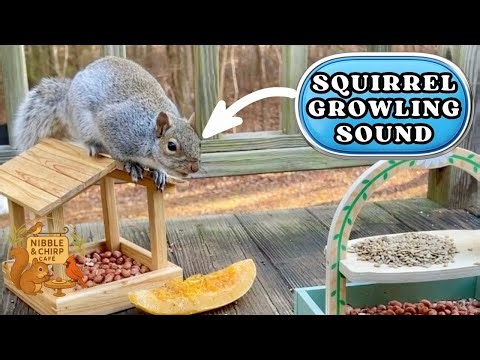 Squirrel Making Growling Sounds While Defending Food
