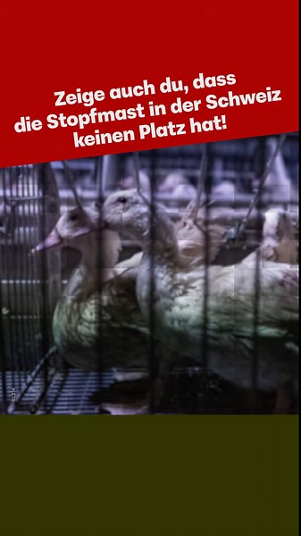 Foie Gras in der Schweiz: Toleranz oder gesetzlicher Verstoß?