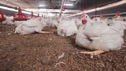 Factory farming of chickens in broiler houses at a poultry farm