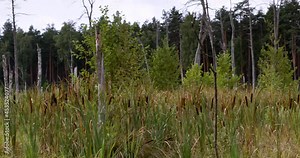 Swamp area with dead tree trunks and reedmace plants vegetation. Hydrological conditions change, wetland, temperate climate. Sobibor Landscape Park, Poland, Europe.