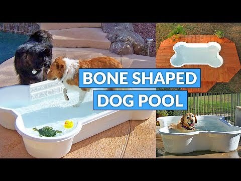 Bone Shaped Dog Pool - Best Dog Pool Ever!