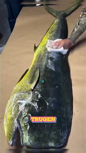 Als der Oktopus zum Künstler wurde – einfach unglaublich 😲KunstWunder#NaturWunder#ViralVideo