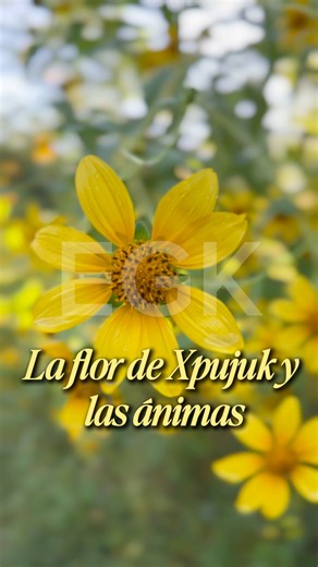 ⛔️YUCATÁN⛔️ La Xpujuk, flor del camino de las ánimas En los caminos del monte y entre las piedras del pueblo, florece la Xpujuk, una flor amarilla que, con su brillo guía el regreso de las ánimas. Su resplandor, marca el camino por donde nuestros seres queridos vuelven a casa, en los días sagrados en que la vida y la muerte se encuentran. | El Gran Kanxoc.