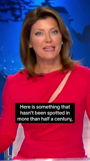 A Tennessee zoo has welcomed an incredibly rare spotless giraffe, the first in more than 50 years. The baby giraffe was born on July 31 at Brights Zoo and officials believe she is the only solid-colored giraffe on the planet. #tennessee #giraffe #animalsoftiktok