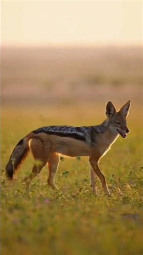 The Elusive Lives of Jackals Revealed A Stunning Wildlife Journey 🐾