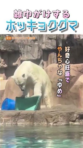 【“雑巾がけ”するクマ？】ホッキョクグマ「ゆめ」の行動の裏に“野生の習性”？ 兵庫県 #shorts #ホッキョクグマ #神戸市立王子動物園
