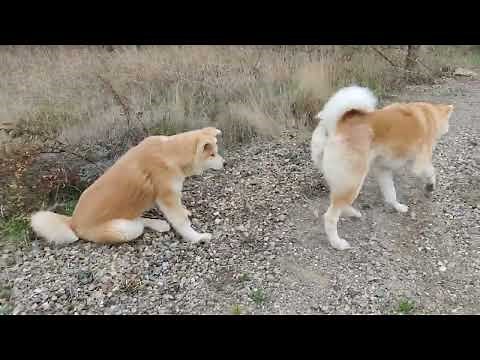 la reproduction en élevage canin, ça commence avec de nombreux paramètres à ne pas négliger !