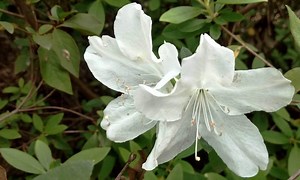 Visit the Garden Capital of Texas | Nacogdoches, TX - Field Trip Texas