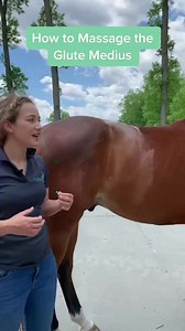 3.7K views · 66 reactions | Here’s how to massage the secret muscle behind your horses lower back pain, the glute medius! Check out the full video on our YouTube! | Freely Forward Bodywork | Facebook