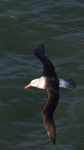 62K views · 2.6K reactions | When a black browed albatross was at RSPB Bempton Cliffs 珞 #albatross #blackbrowedalbatross #rspbbemptoncliffs #seabirds #robertefuller #yorkshirecoast | Robert E Fuller | Facebook