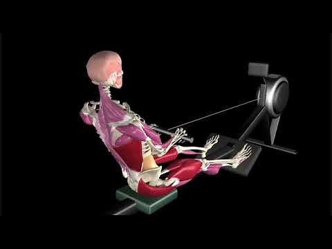 “Rowing Machine Guide | Proper Form, Target Muscles & Common Mistakes” | Ai Fit Studio