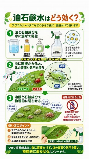 油石鹸水でアブラムシ・ハダニ対策！簡単手作り駆除方法