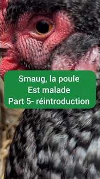 smaug la poule : réintroduction au poulailler - la ferme de breizh oasis