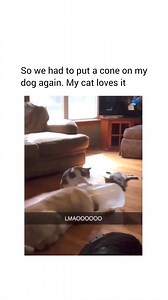 Toronto Street Cats on Reels