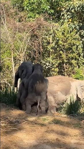 Aww..Baby Elephant and Mom Having So Much Fun Playing Together ❤️ #babyelephant #cuteanimal #shorts