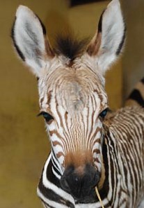 Rare zebra unexpectedly gives birth to foal - Horse & Hound