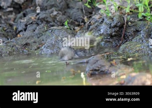 European greenfinch cleaning feather in water, Chloris chloris Stock Video Footage - Alamy