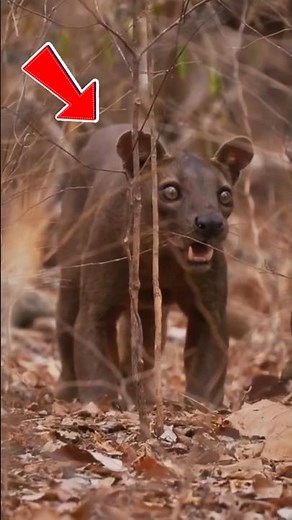 The Silent Predator of Madagascar | FOSSA #animalfacts