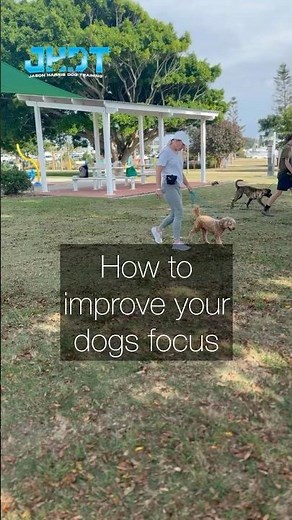 How to improve your Dog focus #dogtraining #puppy