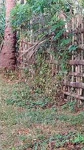 Philippine Megapode (tabon)