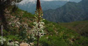 Eremurus plant blooms in the mountains of Uzbekistan. The plant usually grows in the mountains of the Central Asia 1 of 3