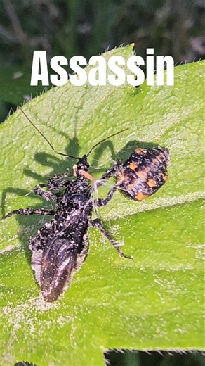 An assassin bug approaching its pupa prey #insects #assassinbug #ladybug
