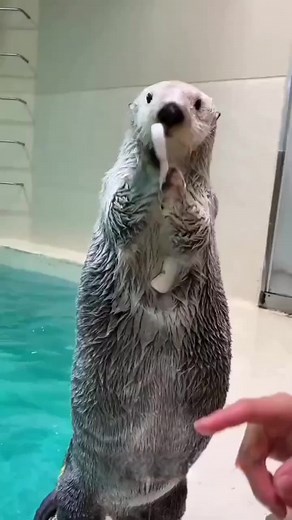 Cute Sea Otter Moments Compilation | Funny Animal Videos