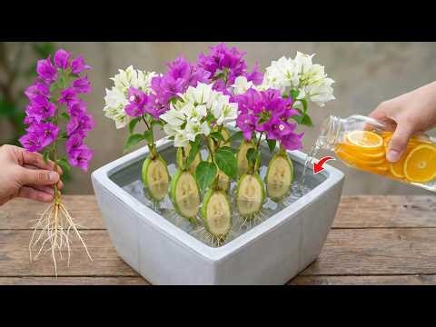 The magic of bananas! I successfully propagated 1001 bougainvillea plants.