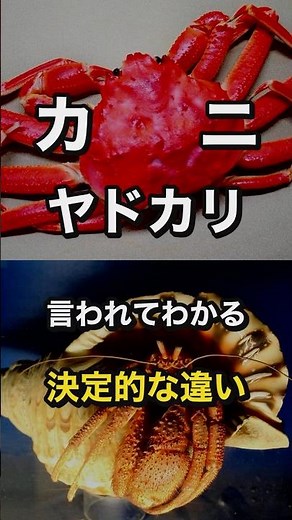 カニとヤドカリの決定的な違い...タラバガニはヤドカリでした