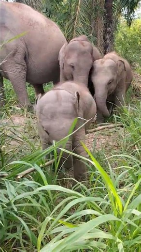 Funny Elephant Playtime | Zoo Comedy Clips #elephantlife #babyelephant #animalcare #naturewildlife