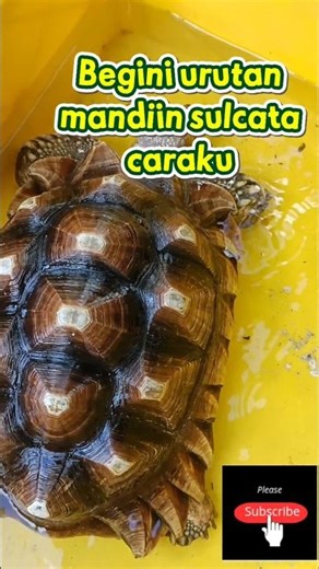 Don't bathe sulcatas wrongly #short #sulcata #reptile #tortoise #turtle