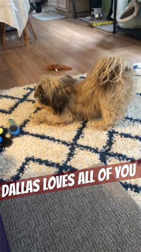 Dallas the dog: Bunny hop play time #pets #shitzu_lover #littledogs #popular