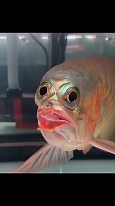 2.6M views · 16K reactions | inborn deformity of an arowana fish.. #arowanafish #reelsfacebook #aquariumfish | Hendrix backyard TV | Facebook