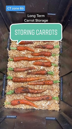 Best Way to Store Carrots Long Term