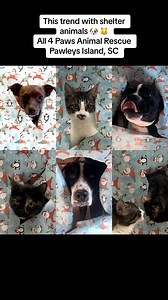 5.7K views · 151 reactions | The bloopers  we had so much fun doing this trend with our animals! | All 4 Paws Animal Rescue | Facebook