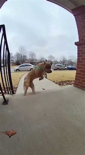 Nooooooo pibble 😢 Watch this hilarious pug fail #pug #funnyanimal #cute