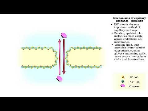 Mechanisms of capillary exchange