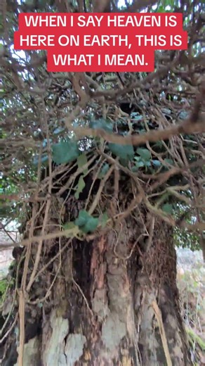 A broken tree that's full of life.