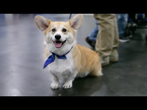 Everything About The Corgi In 60 Seconds