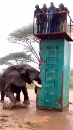 Elephant Shows Raw Power Near Watchtower