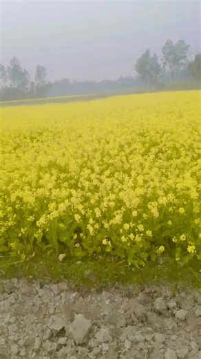 😉 😋 দুষ্টু রাজা 😋😉 (@.mn0094)’s videos with original sound - T  T A R E K VII 007⚡️🗿