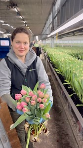 Tulip ‘Etched Salmon’ at Borst Tulips! This grower has 250 Tulip varieties in amazing Decorum quality! #tulips Thursd. #florist #fypage #tulip | Peter van Delft