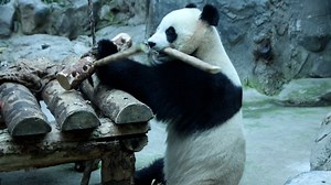 Panda, Giant Panda, Rare Animals. Free Stock Video
